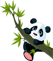 Panda branche